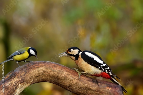 The great spotted woodpecker (Dendrocopos major ) and the Great tit (Parus major) © Hubert Schwarz