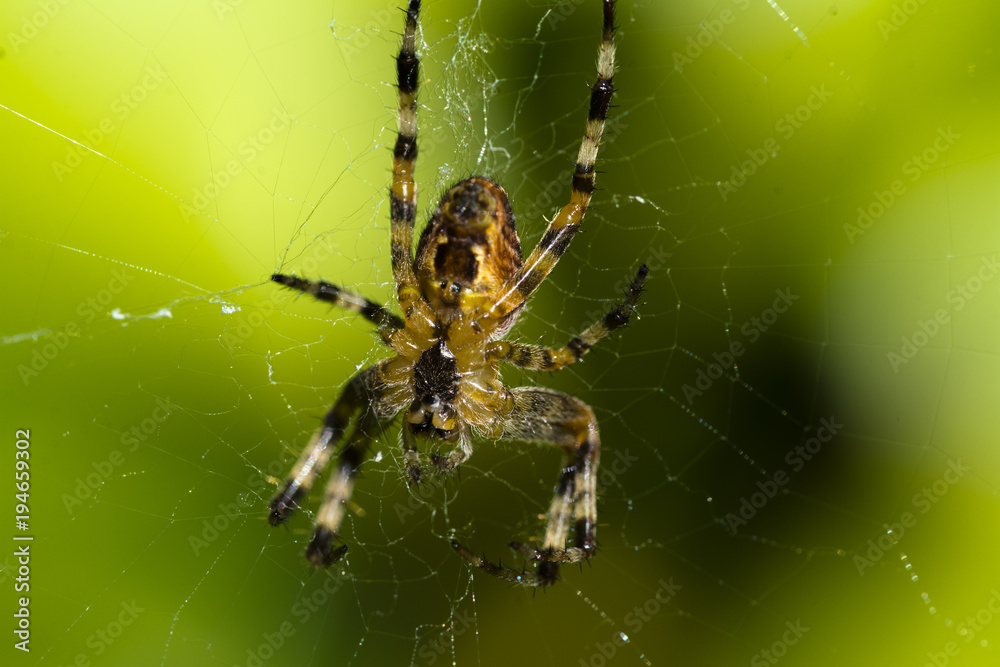 Close up of a spider on its web Close up of a spider on its web