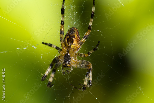 Close up of a spider on its web