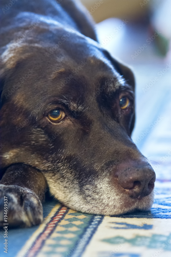 Chocolate weimaraner sales