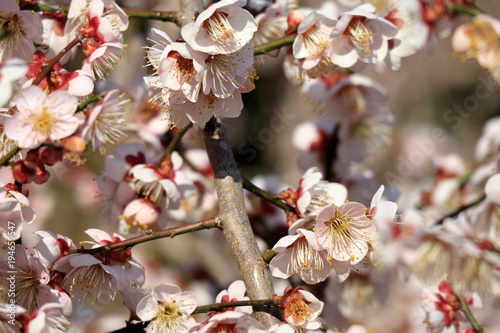 Obraz na płótnie 梅の花 w salonie
