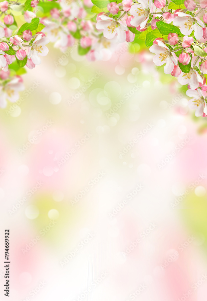 Obraz premium Wiosna kwiaty Jabłoń kwitnie tło natury