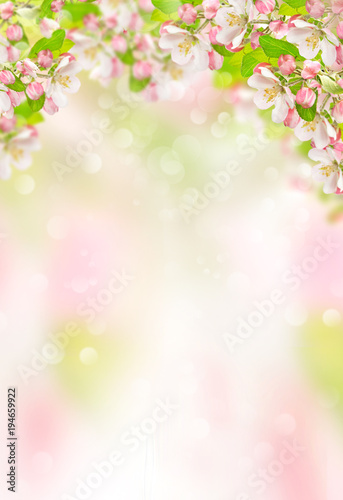 Spring flowers Apple tree blossoms nature background