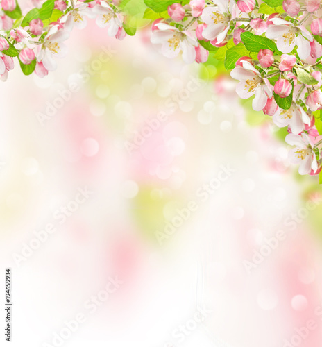 Apple tree blossoms blurred nature background Spring flowers