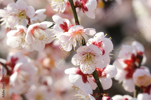 Obraz na płótnie 梅の花 w salonie