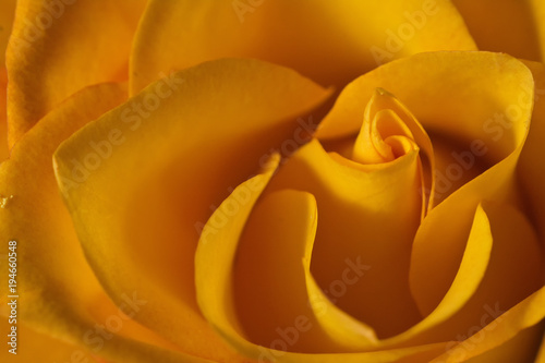A close up of a delicate yellow rose photo