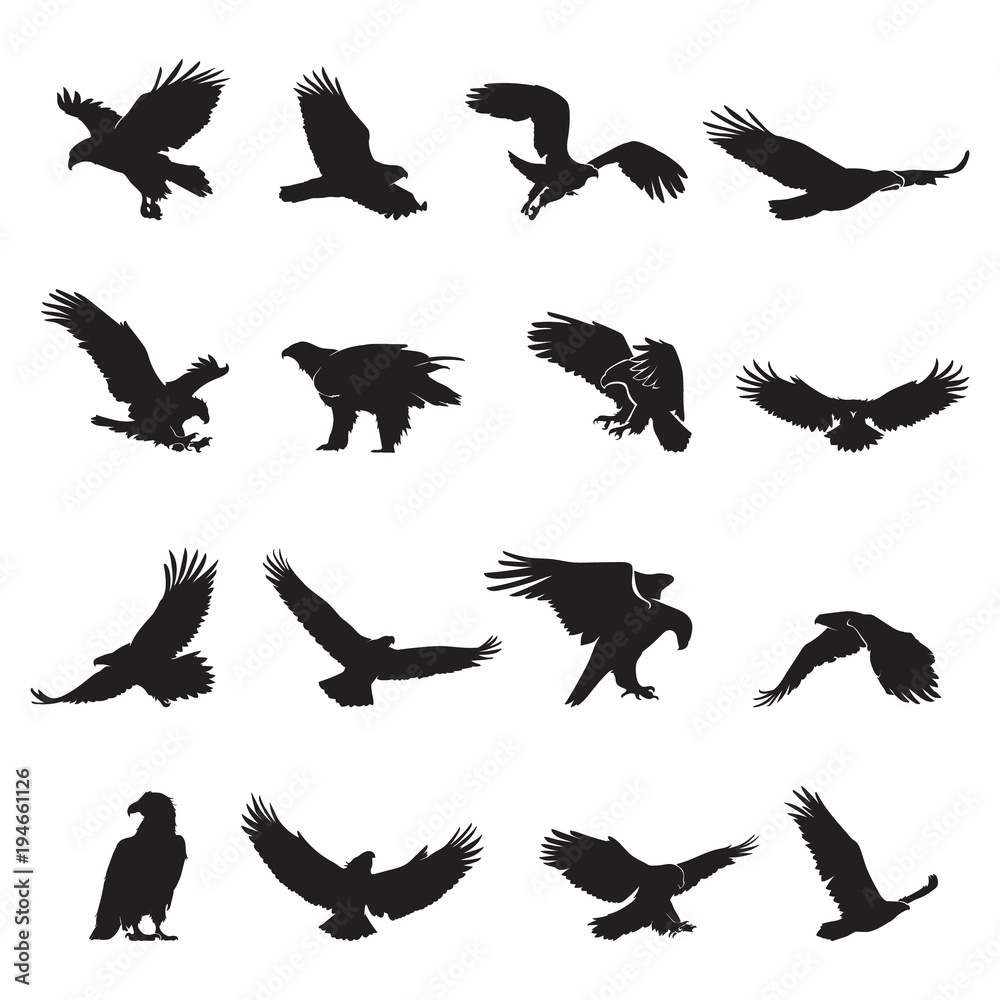 Fototapeta premium eagle silhouette vector