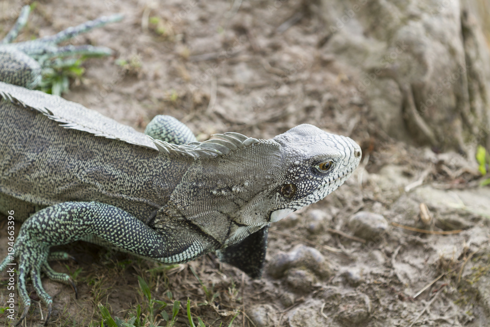 Obraz premium Iguana in Canaima National Park.