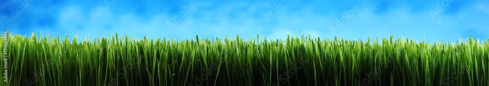 Fototapeta premium Dark green grass panorama background