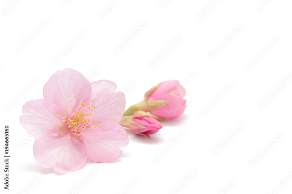 Naklejka premium Tło wiosna kwiat wiśni