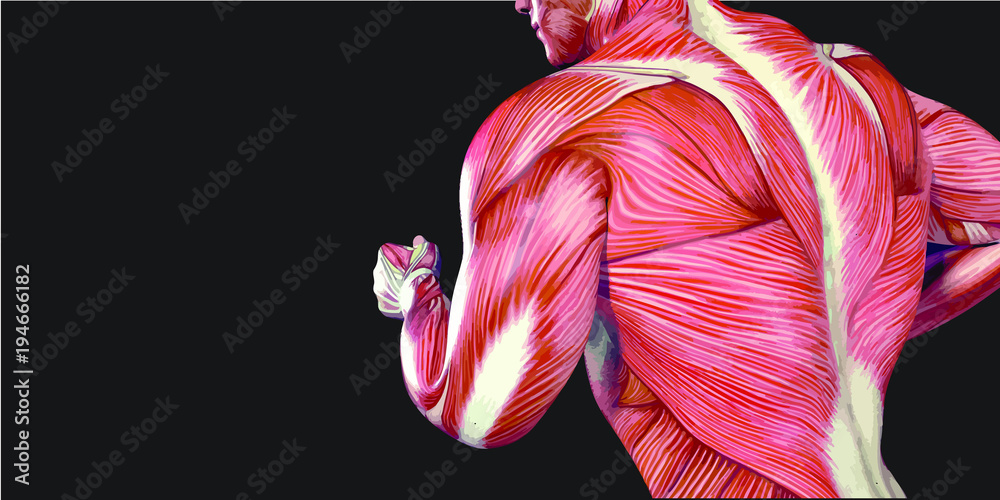 Human Body Anatomy Illustration With Visible Muscles and Tendons Stock