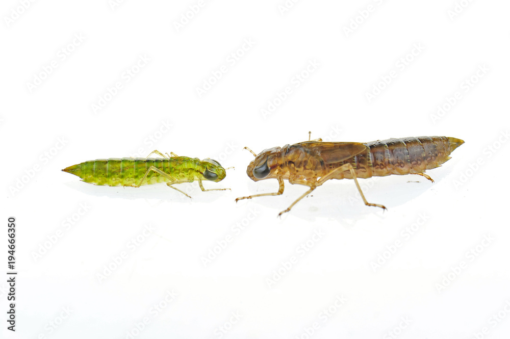 Dragonfly larvae isolated in the white Dragonfly larvae isolated in the white