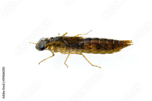 Dragonfly larvae isolated in the white