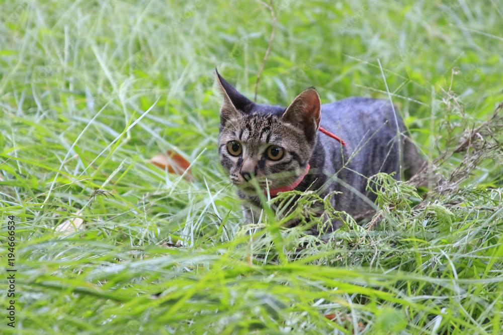 A little tabby cat creeping in the park grass for hunting