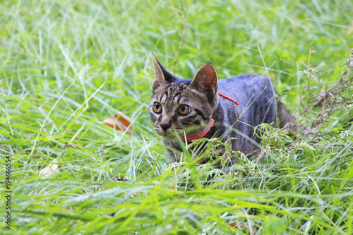 A little tabby cat creeping in the park grass for hunting