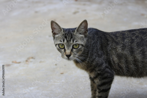 A stray tabby cat outdoors