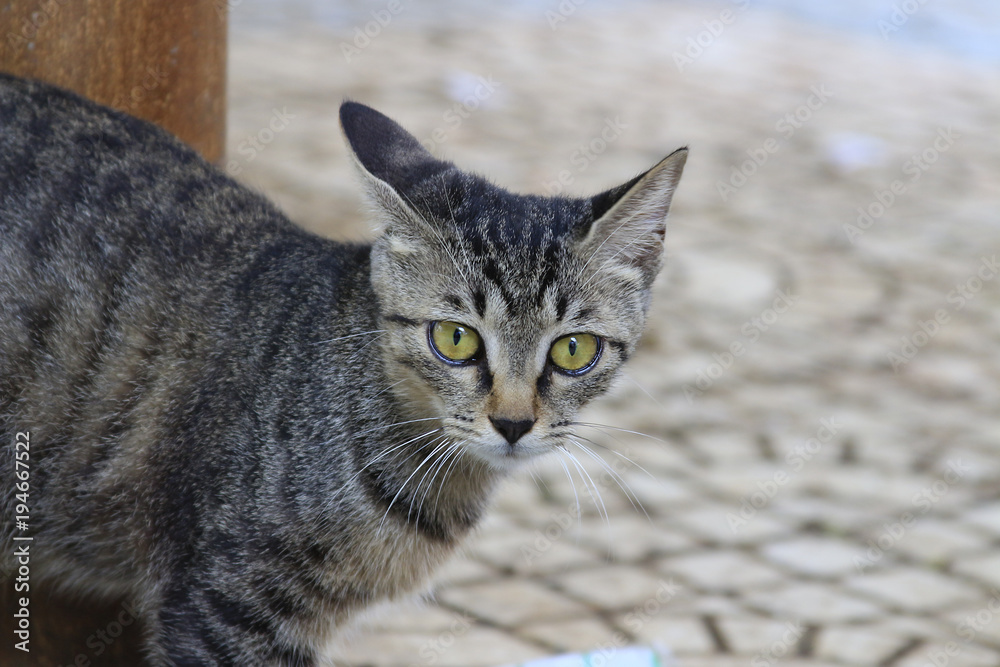 Obraz premium A stray tabby cat outdoors