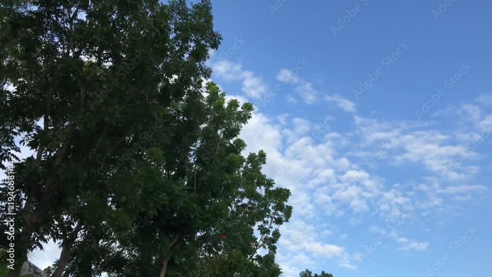 Trees on a sky background. Driving scooter. Captured from motorbike with stadycam. Asia. Trees on a sky background. Driving scooter. Captured from motorbike with stadycam. Asia.