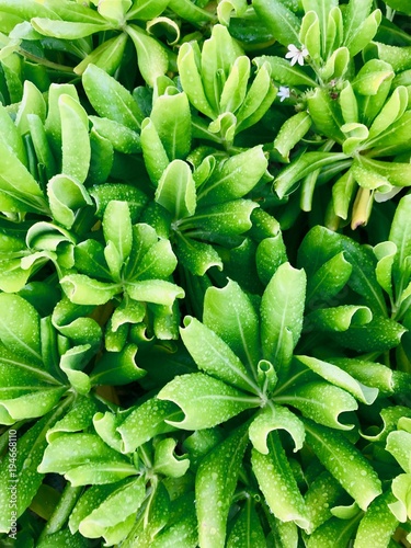 Lush green Crassulaceae (stonecrop family) plant on the beach of Barbados (Caribbean Island)