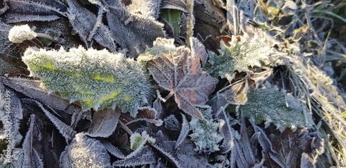Frozen leafes 
