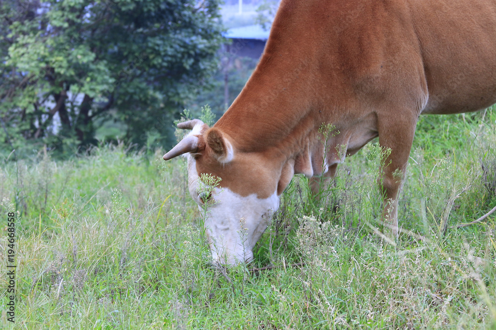 Cattle eating grass in the wild grass Cattle eating grass in the wild grass