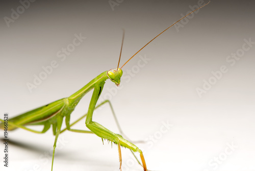 grasshopper © draft2512