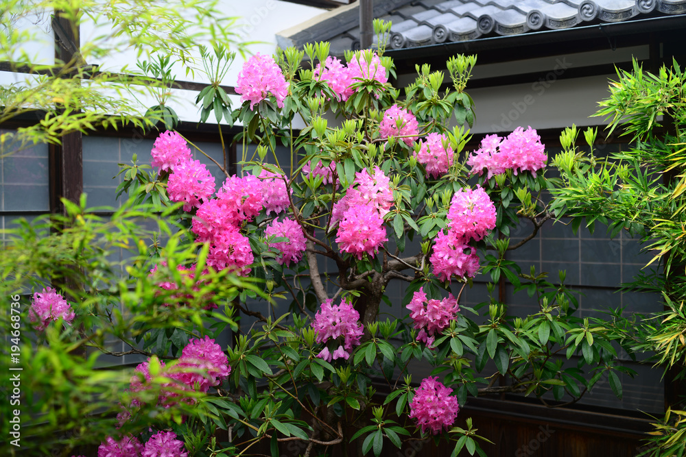 Rhododendron subg-2