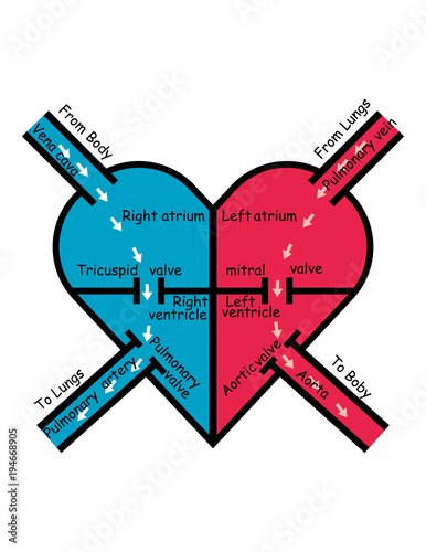 labeled blood flow in heart , arrows pointing direction of oxygenated and deoxygenated blood flow through heart