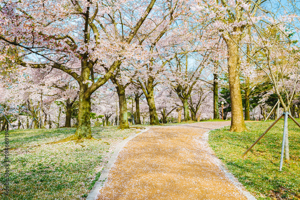 Cherry blossom trees on green lawn Cherry blossom trees on green lawn
