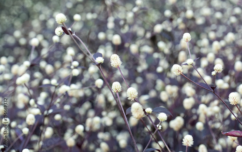Flowers that bloom in the evening