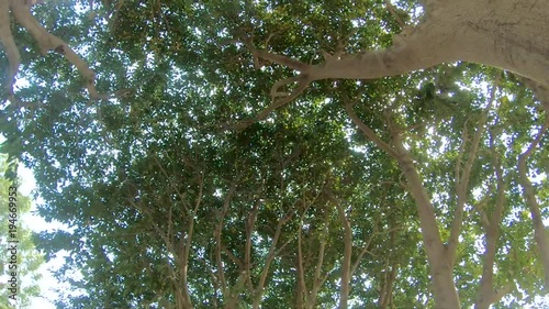 Rotating shot under the trees