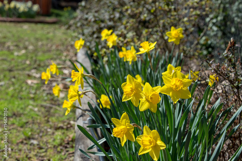 Fototapeta Naklejka Na Ścianę i Meble -  Fresh new spring yellow daffodils flower backgound copy space vibrant color