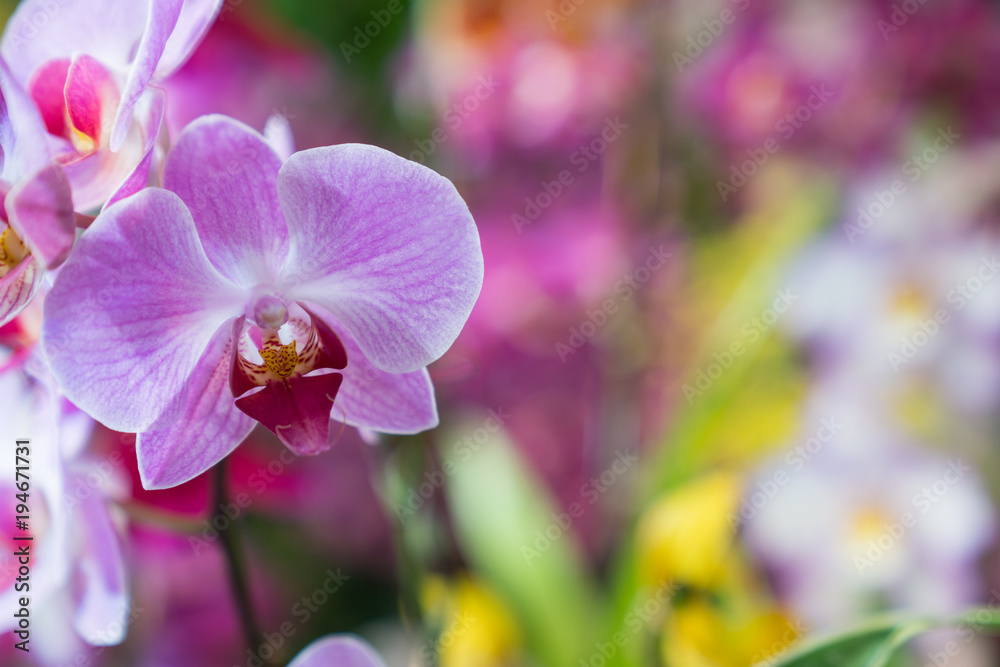 Fototapeta premium 胡蝶蘭 