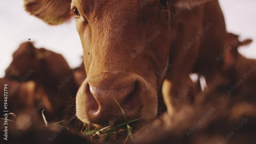 Kuh ist entpannt am Grasen auf einer Weide 4k PRORES Footage