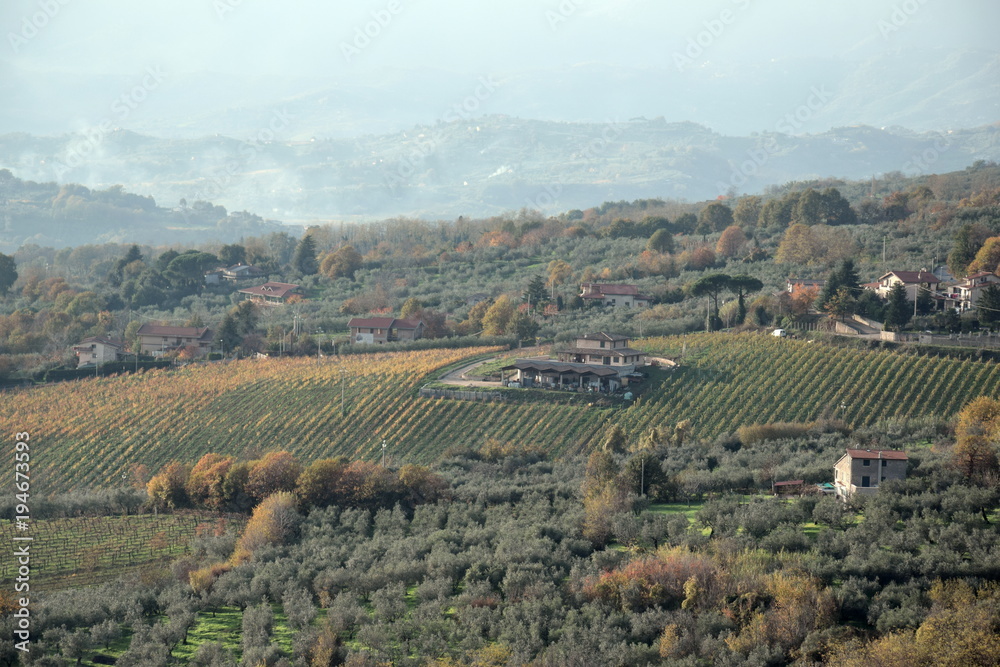 Vineyard near Piglio a small medieval town in the Lazio region, Italy