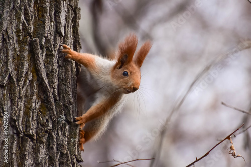 Beautiful and cheerful squirrel in the forest. © Vadim