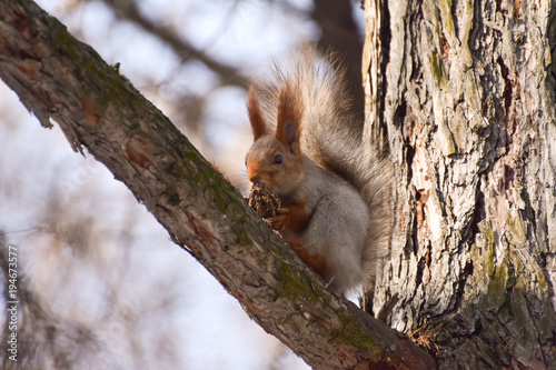 Beautiful and cheerful squirrel in the forest.