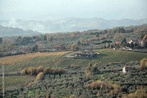Vineyard near Piglio a small medieval town in the Lazio region, Italy