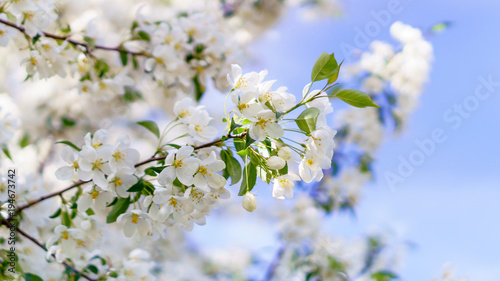 Apple Blossoms on a tree en background green grass 3