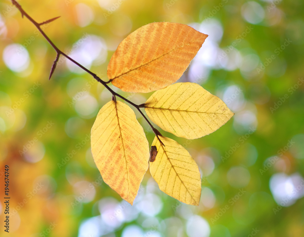 Autumn leafs. Autumn leafs.
