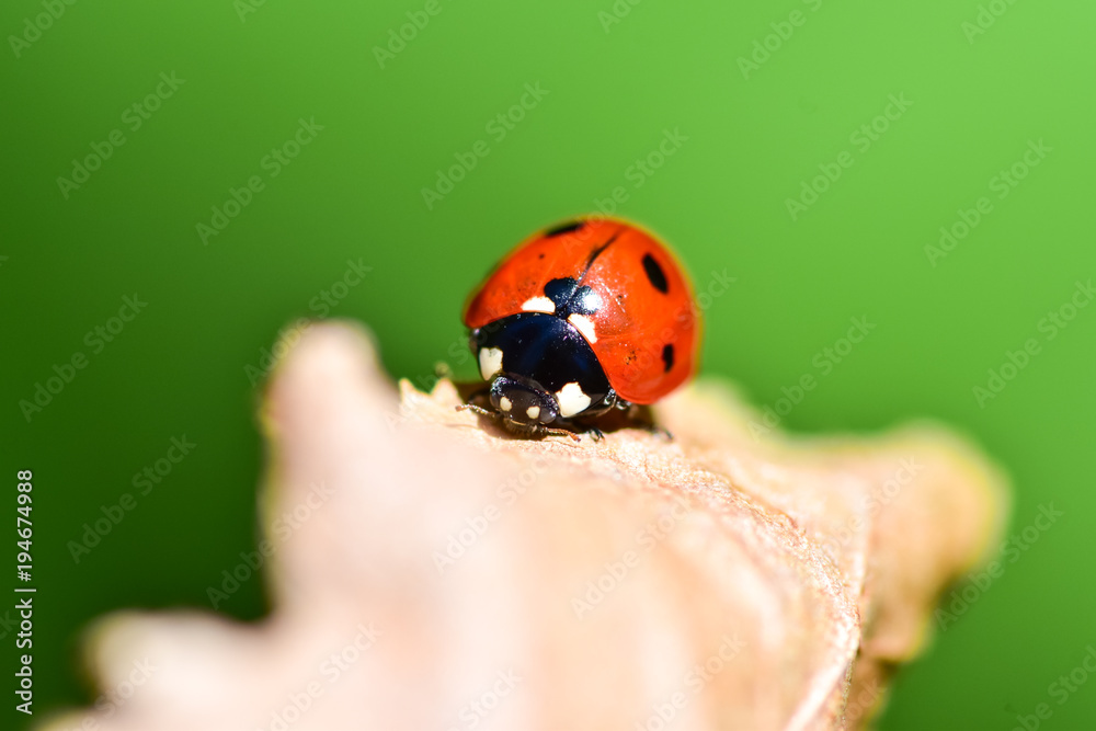 Fototapeta premium Red Point. Ladybug on the leaf