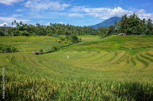 Pupuan rice terraces in Bali, Indonesia
