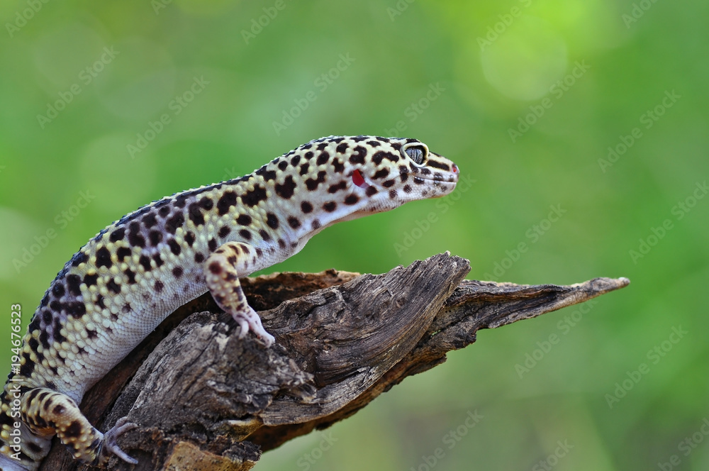 my Gecko my Gecko