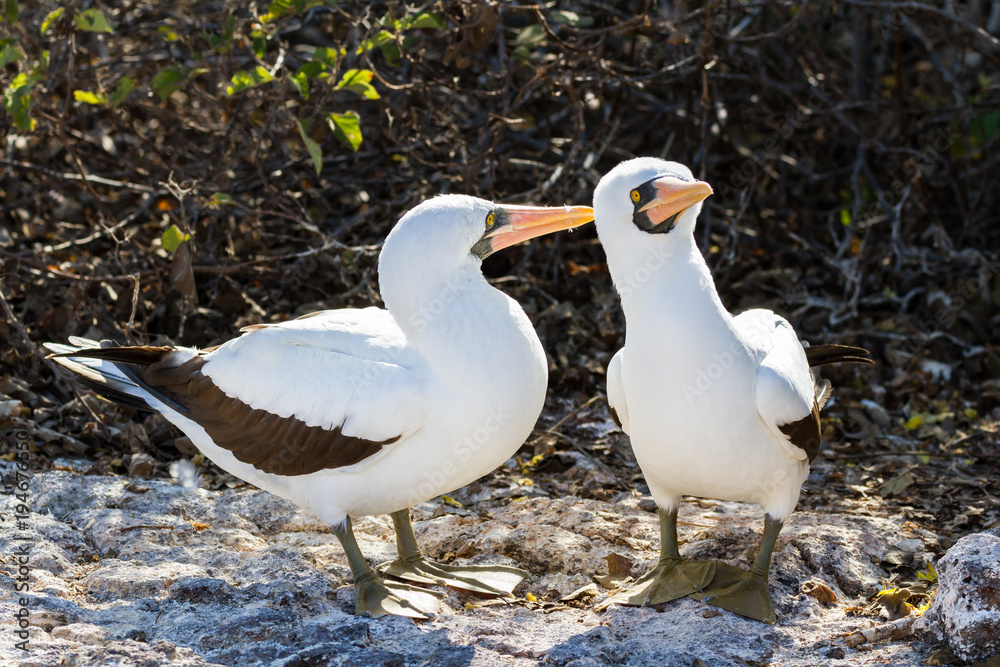 Pair of Nazca boobies (Sula granti) Genovesa Island, Galapagos Islands, Ecuador Pair of Nazca boobies (Sula granti) Genovesa Island, Galapagos Islands, Ecuador