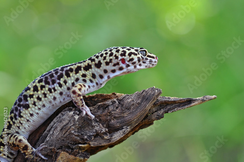 my Gecko