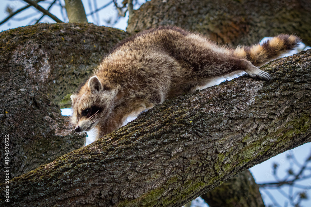 Fototapeta premium Lotor Racoon / Procyon