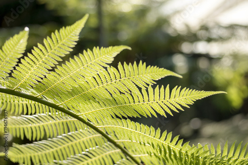 Nature background of fresh young fern leaves in the green house of botanic garden. Backlit shot against sunlight.