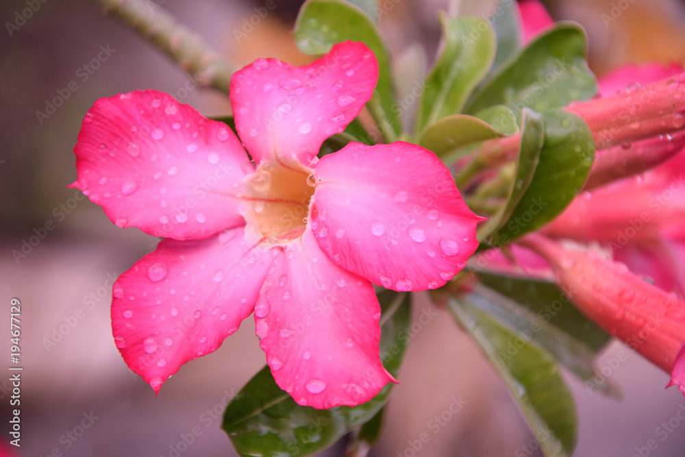 detail of flower after watering