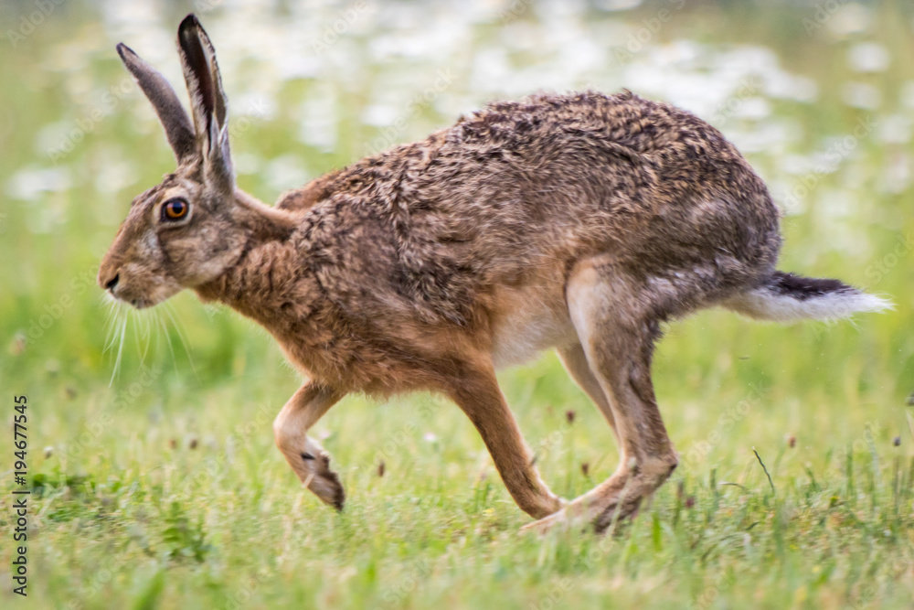 Naklejka premium Hare / Lepus europaeus