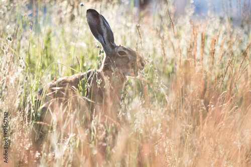 Hare / Lepus europaeus